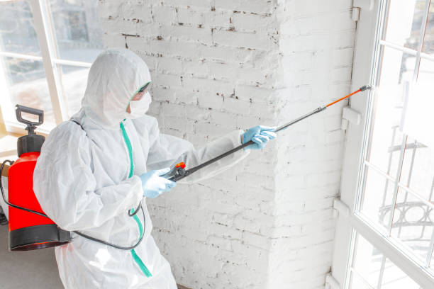 Mold Documentation for Insurance Claims in Ferndale, PA